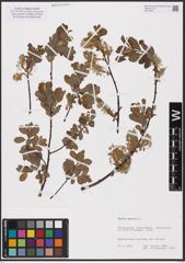 Foto von Salix aurita L.